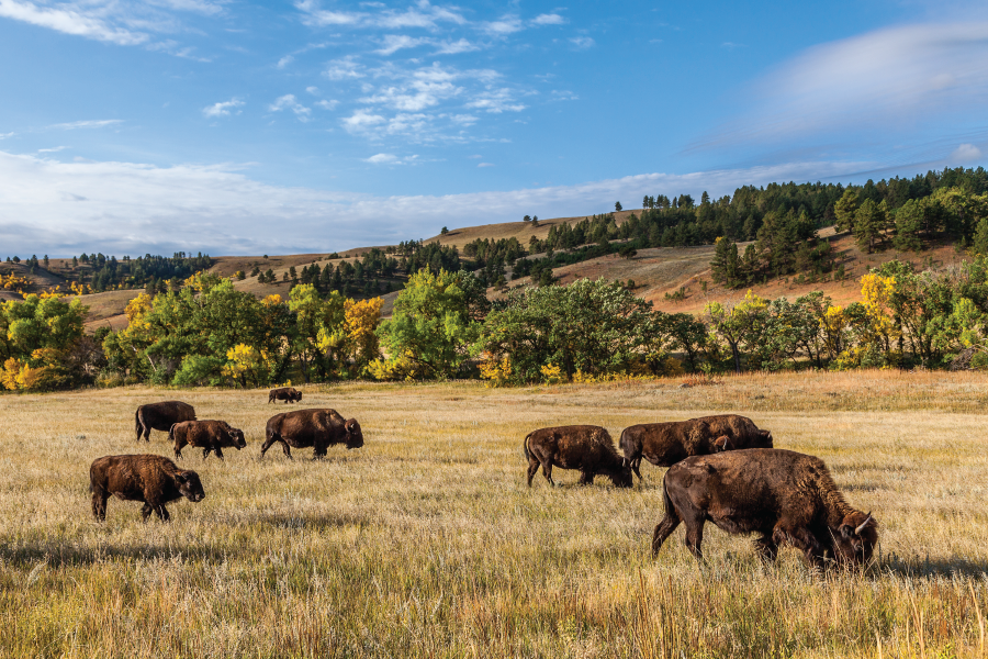 buffalo in south dakota's black hills