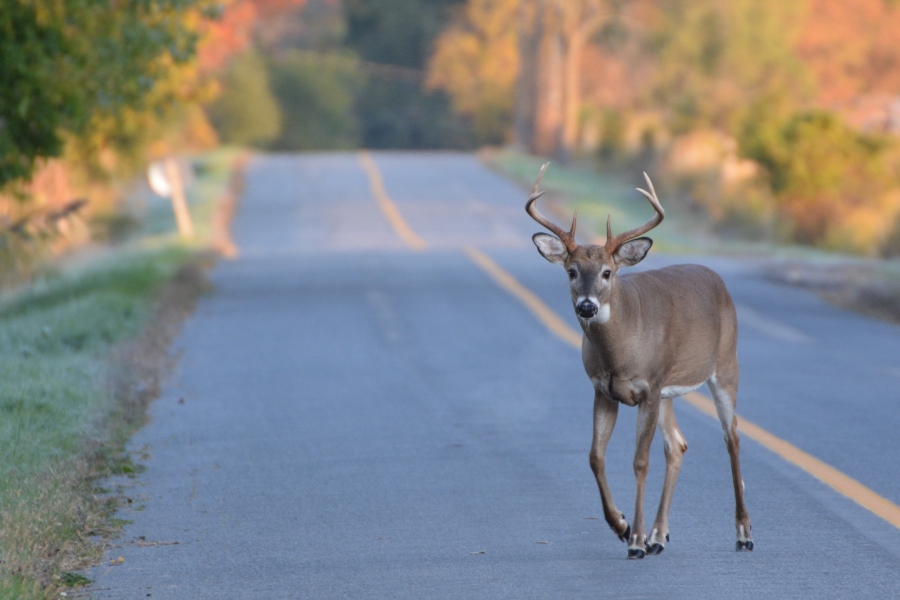deer in middle of road during fall season